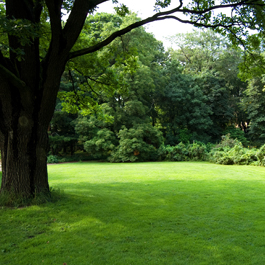 Healthy Green Lawn